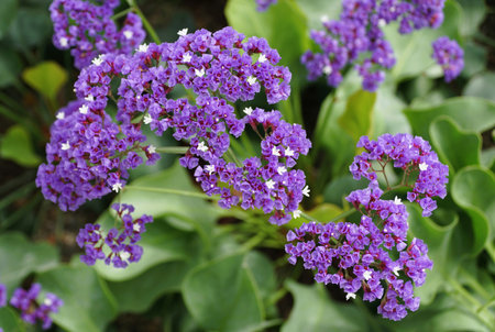 Clusters of vibrant purple flowers of Sea Lavender, accented by tiny white blossoms, create a...