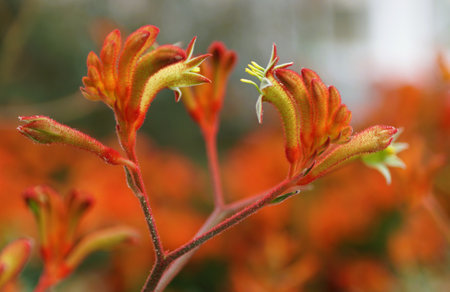 Close-up of a Kangaroo Paw Landscape Tangerine flower, highlighting its unique, feathered petals.の写真素材