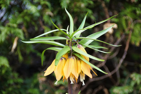 Closeup of Crown Imperial Sunrise flowers, also known as Fritillaria Imperialis, blooming in early Springの写真素材