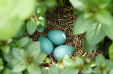 Delicate teal eggs nestled within a bed of straw, surrounded by lush greenery.