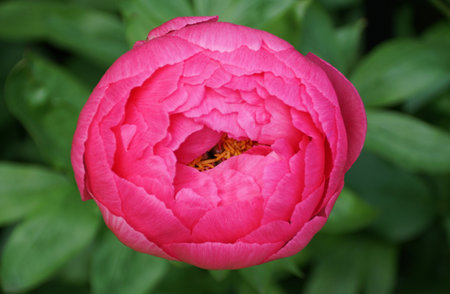 A vibrant pink hybrid Herbaceous peony, showcasing its delicate layers and rich color.