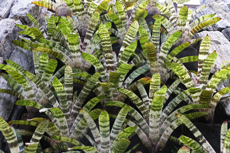 A vibrant display of Vriesea fosteriana Red Chestnut, showcasing the intricate patterns and colors of its foliage.の写真素材