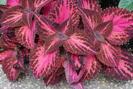 A close-up of the Coleus Kingwood Torch, highlighting the contrasting pink and burgundy patterns.の写真素材
