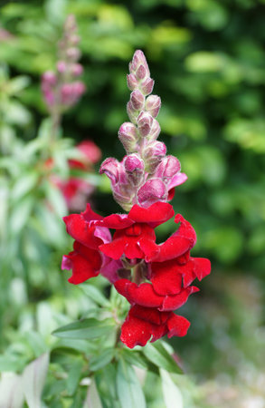 Closeup of the beautiful red Snapdragon flower with soft green garden background.の写真素材