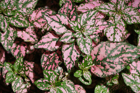 Closeup of Polka Dot Splash Select Rose leaves with pink and green colorの写真素材