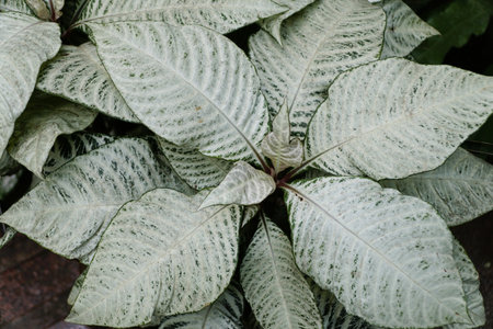 The delicate veining and speckled pattern of the Zebra plant Snowflake, with scientific name Aphelandra Squarrosaの写真素材