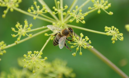 Closeup of a honeybee gathers nectar from a cluster of small, vibrant yellow flowers.の写真素材