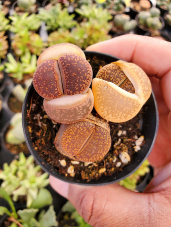 Light brown colors of Lithops plant, also known as the living stones