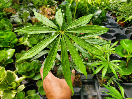 Closeup of a Tweed Anthurium, displaying its unique leaf structure.の写真素材