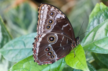 Closeup of a striking butterfly, showcasing intricate patterns and vibrant colors, rests delicately...