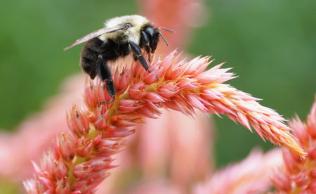 Closeup of a bumblebee pollinating a vibrant pink flower spike.