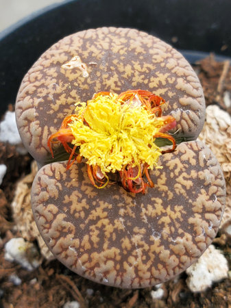 Closeup of a lithop with yellow flower, a unique succulent