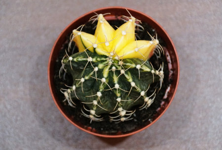 Closeup top view of a stunning Gymnocalycium mihanovichii cactus with vibrant yellow and green variegationの写真素材