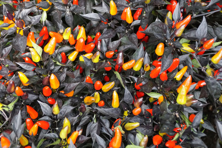A dense cluster of ornamental chili peppers displaying a vibrant transition from yellow and orange to deep red, set against dark, near-black foliage.の写真素材