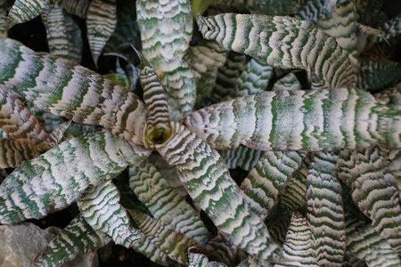 Closeup of the striking, zebra-patterned foliage of Earth Star Cryptanthus plant with deep green and frosted white patternsの写真素材