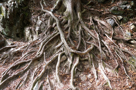 Close-up view of a dense network of surface roots anchoring the base of a tree against erosion near...