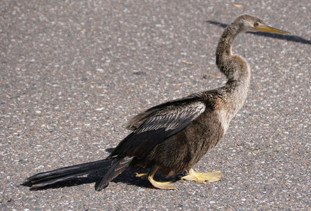 A juvenile Anhinga, also known as snakebird, standing on an asphalt surface, displaying its long...