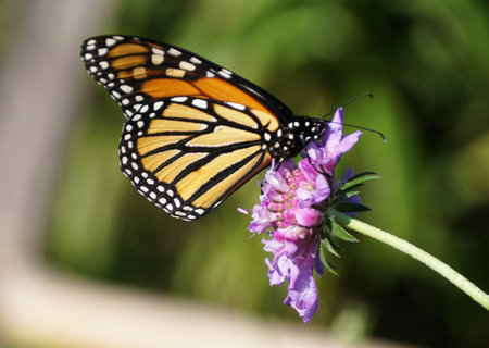 Closeup of a Monarch butterfly feeds on nectar from purple flower, highlighting pollination and vibrant wing patterns in natural habitat.の写真素材