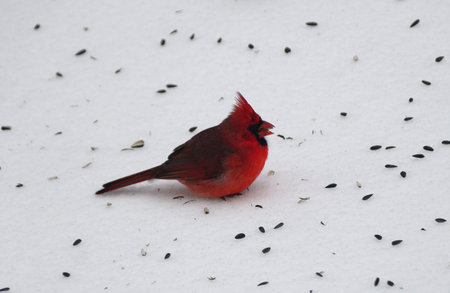 A male Northern Cardinal with bright red feathers forages for black sunflower seeds on a white,...