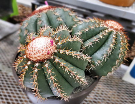 Closeup of the Melocactus conoideus, a globular cactus with ribbed body and woolly cephalium topped...