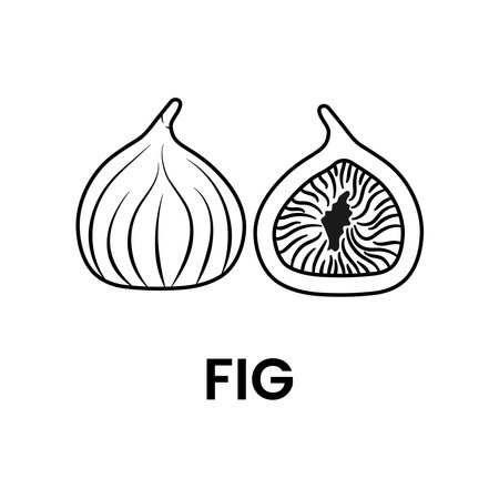 Figs Outline Logo Icon on White Backgroundのイラスト素材