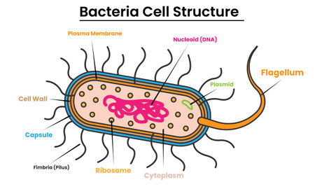 Bacteria Cell Structure Illustration with Outline for Design Element, Clip Art, Web, Landing page, Sticker, Banner. Flat Cartoon Styleのイラスト素材