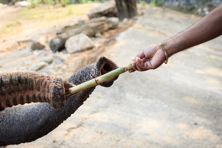 giving cane to an elephantsの写真素材