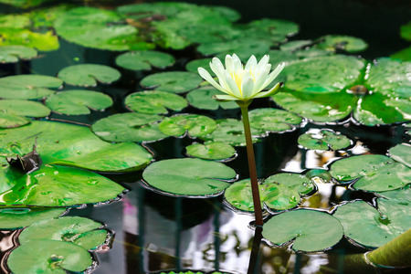 blooming white lotusの写真素材