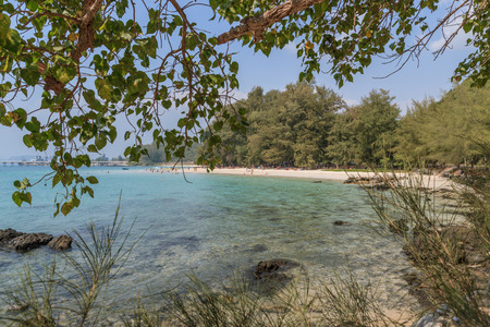 beach with plant の写真素材