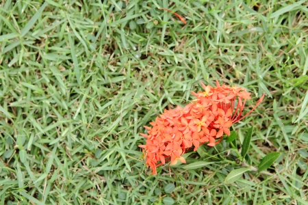 Flowers on the lawnの写真素材