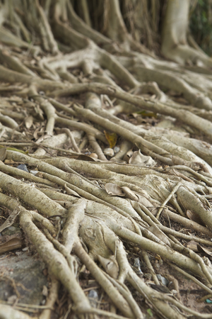 Tree roots detail, tropical climateのeditorial素材