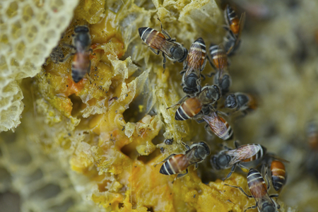 Bee with honeycomb crash