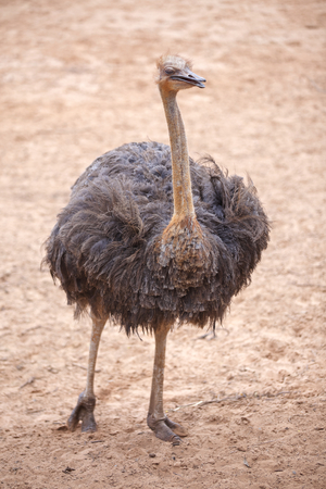 Ostrich standing in a zoo in Thailand.の写真素材