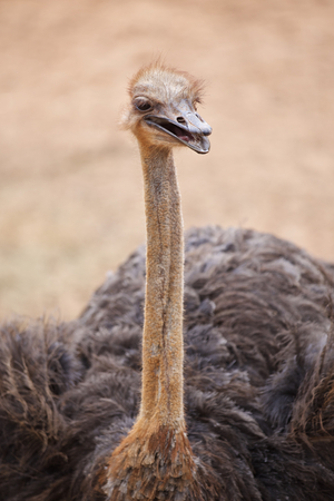 Ostrich standing in a zoo in Thailand.の写真素材