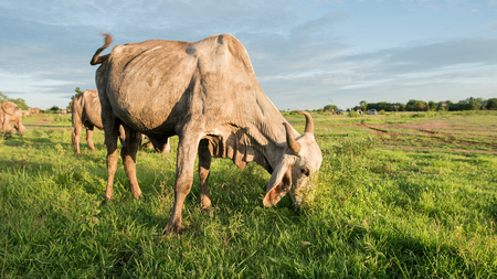Cows grazing on a green field.の写真素材