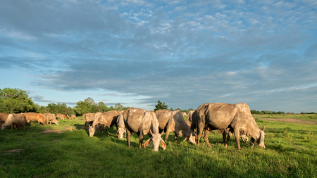 Herd of cows at summer green fieldの写真素材
