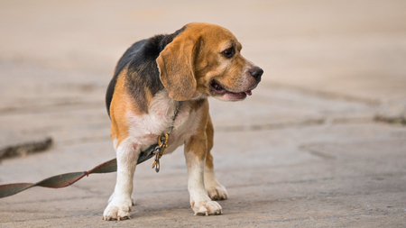 Beagle dog standing on the cement floor.の写真素材