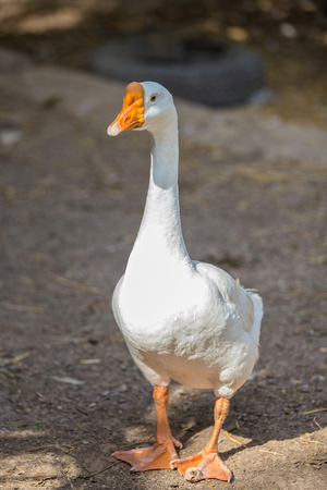 White goose standing in the party.の写真素材