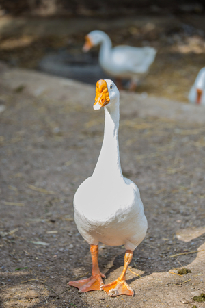 White goose standing in the party.の写真素材