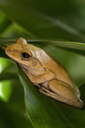 Frogs nest on green leaves in the garden.の写真素材