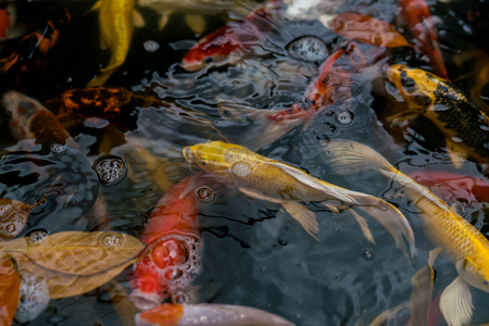 Fancy carp or Koi fish swimming at pond in the gardenの写真素材