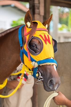 Horses in the race waiting for the race.の写真素材