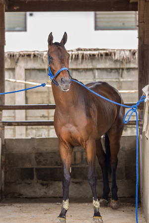 Horses in the race waiting for the race.の写真素材