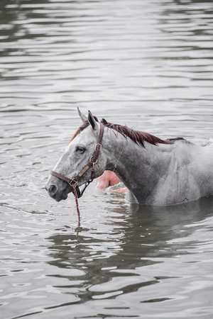 The chestnut horse bathing in a lakeの写真素材