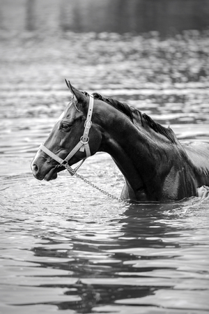 The chestnut horse bathing in a lakeの写真素材