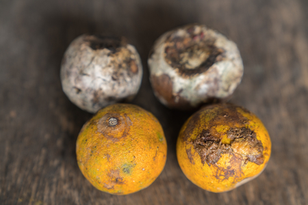 Rotten and fresh tangerine fruit with mold.の写真素材