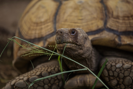 African spurred tortoise in zoo.の写真素材