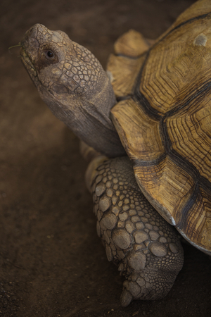 African spurred tortoise in zoo.の写真素材