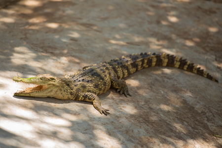 Crocodile is sunbathingの写真素材