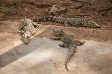 Crocodile is sunbathingの写真素材